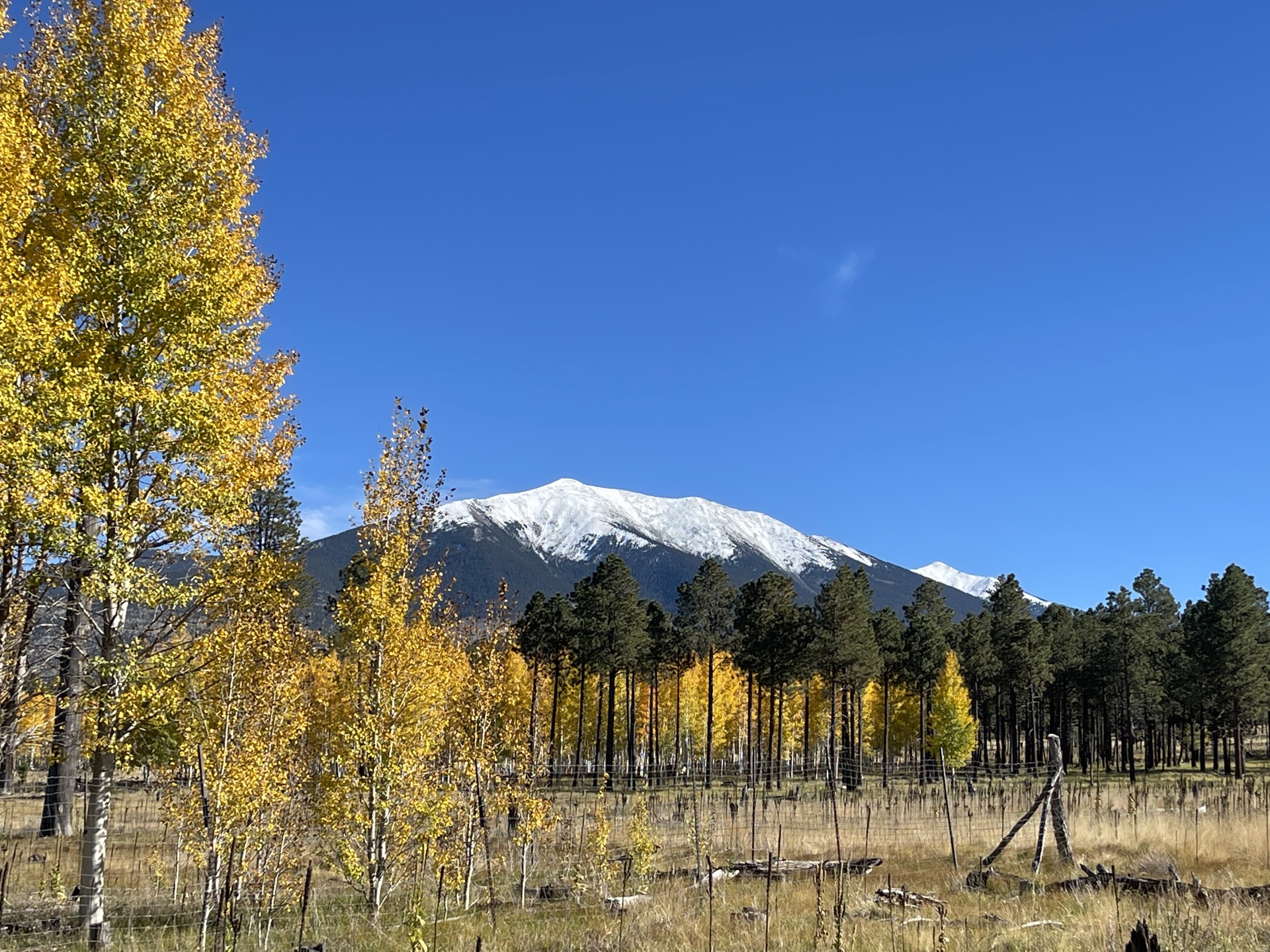 Fall aspens with snow-capped San Francisco Peaks