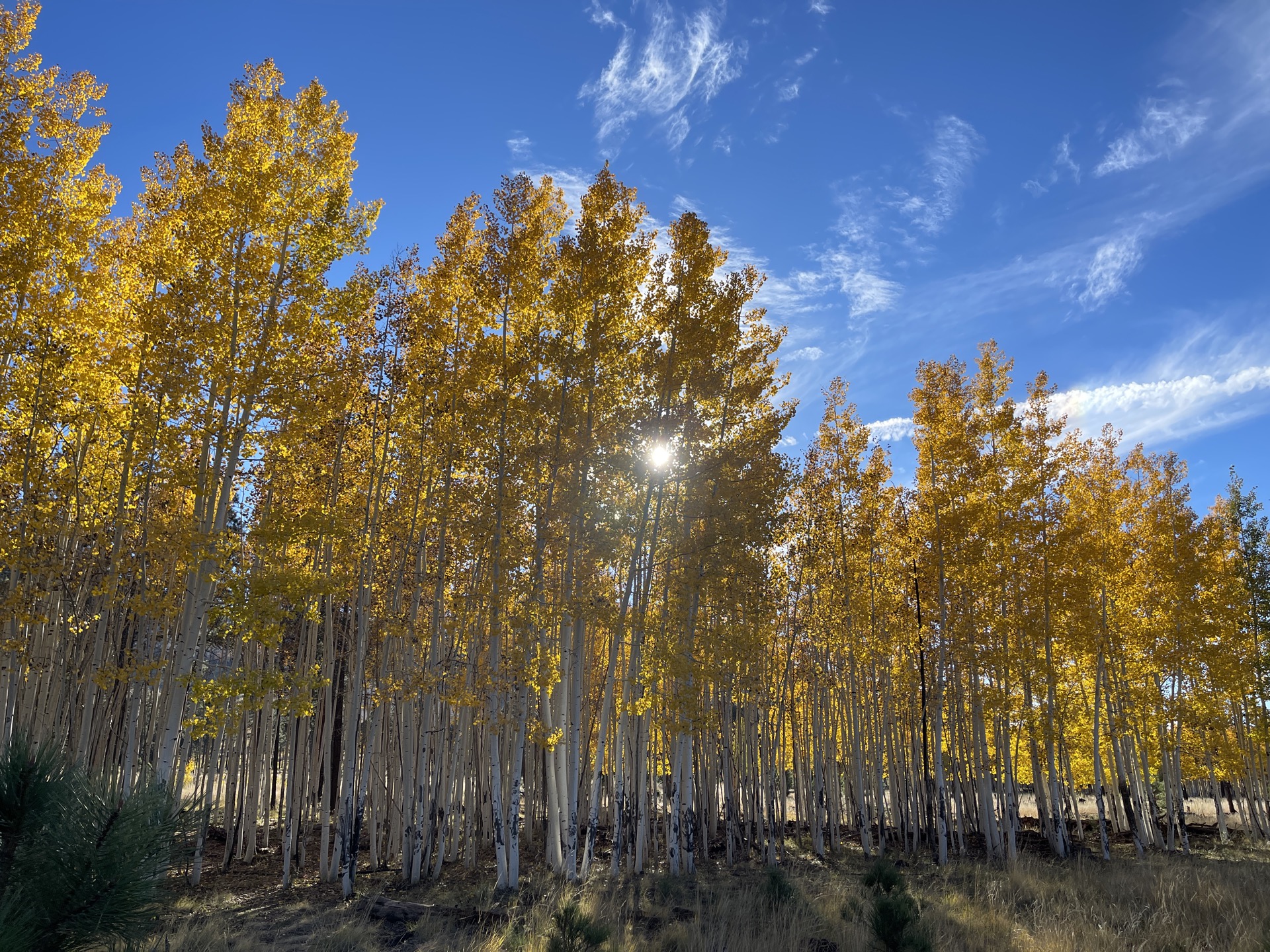 Golden aspen grove with sunlight
